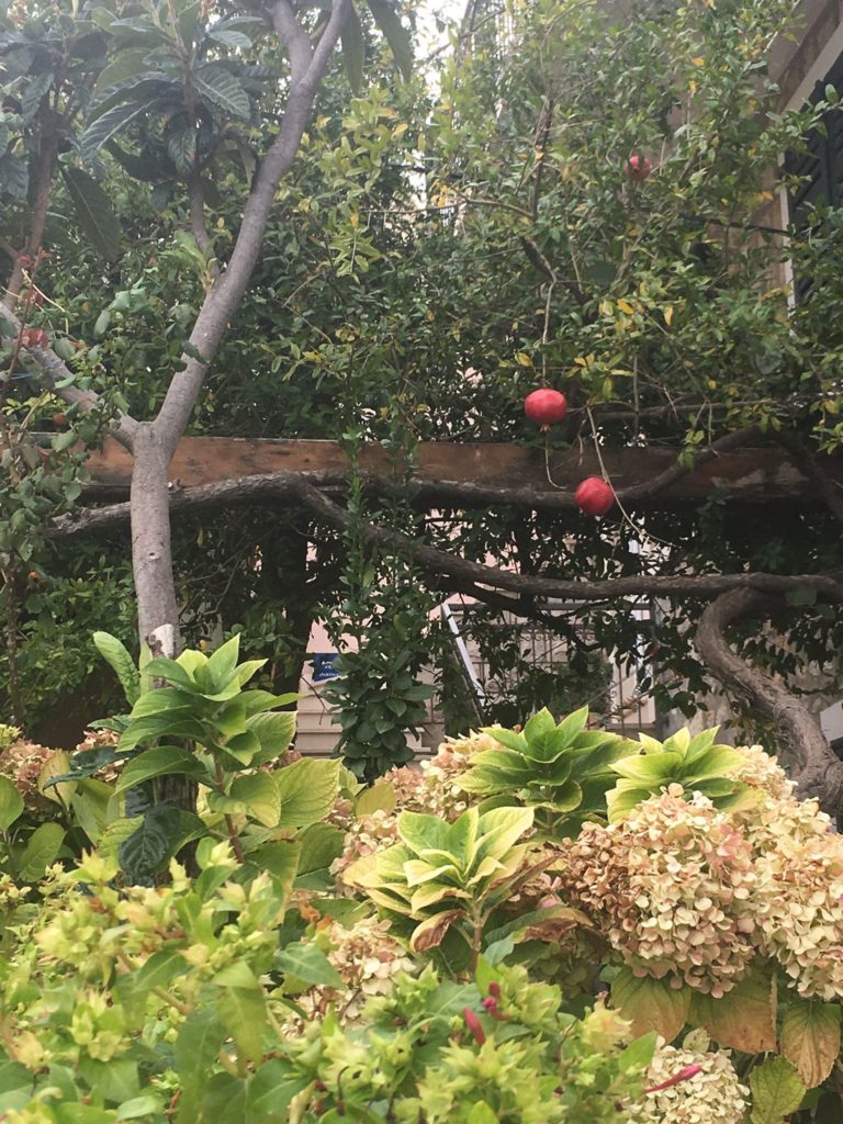 Photo of some bright red pomegranates growing on a leafy veranda in front of a local person's home