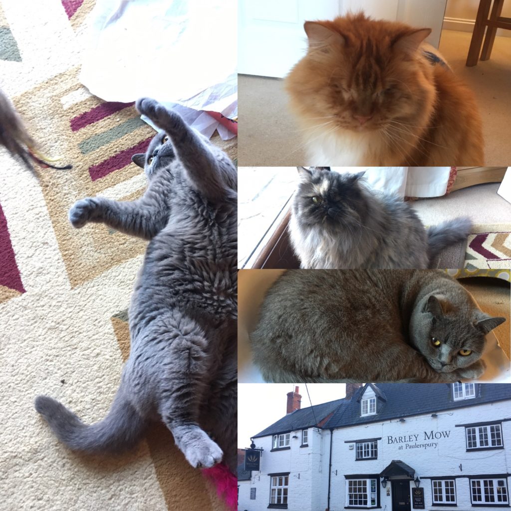 Jill's cats in various poses, & a photo of the Barley Mow pub