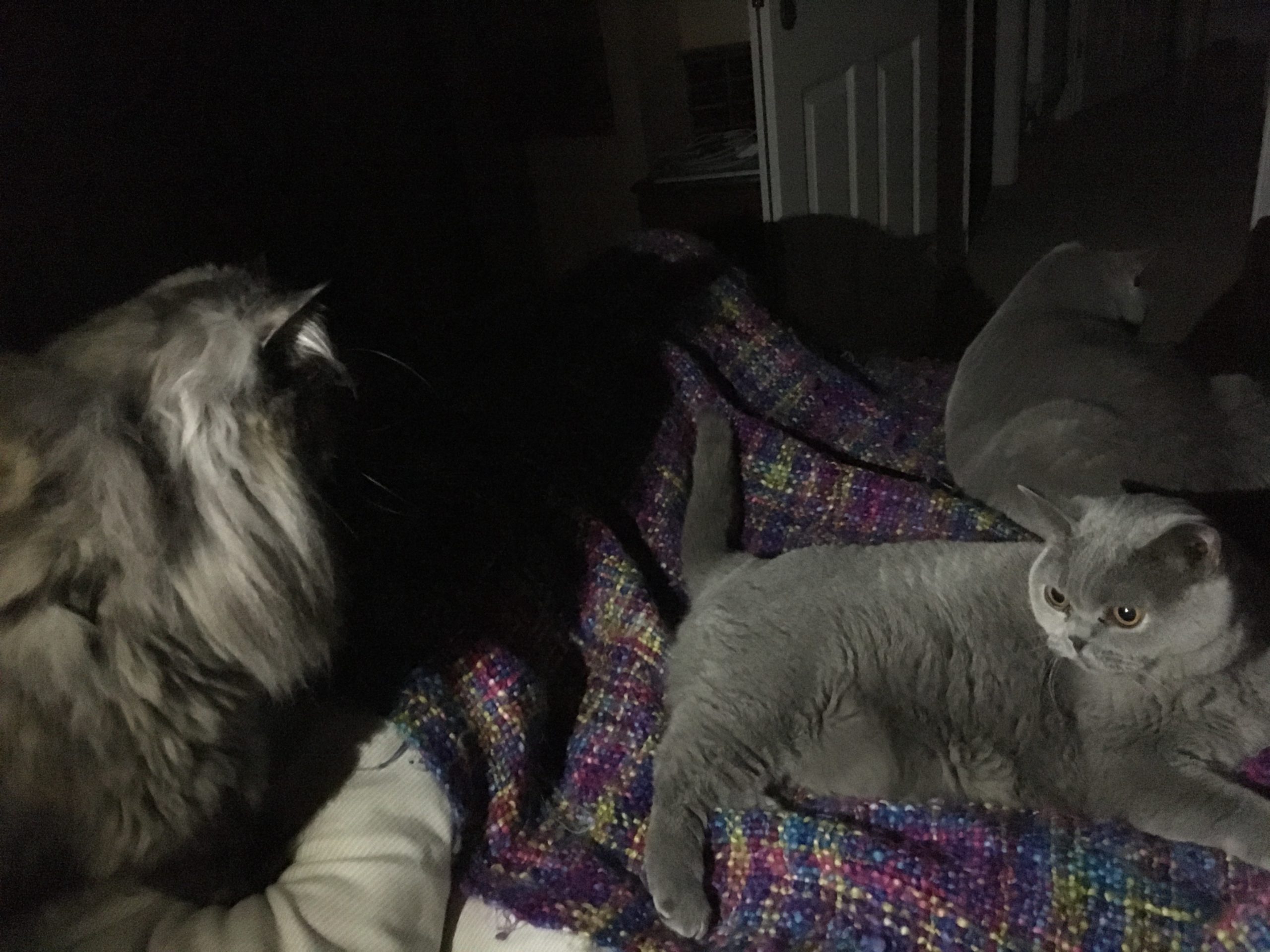 Photo of the cats on the bed in the dark